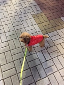 犬のファッション