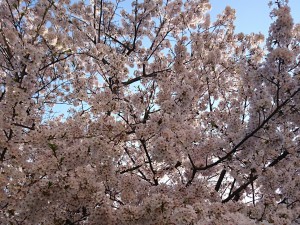 こんにちは