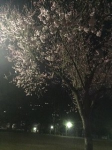 夜の散歩★
