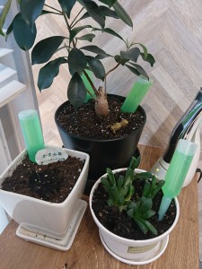3月後半