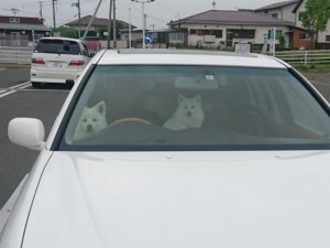 5月後半