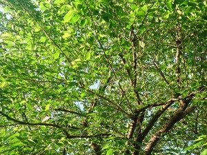 6月